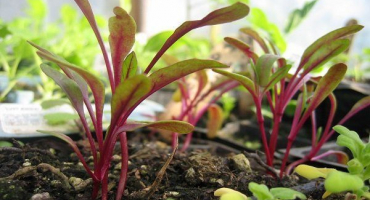 Jak pěstovat řepu ve skleníku: pokyny krok za krokem